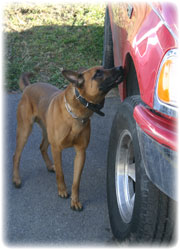 K9 Unit Inspects Vehicle K9 Unit Inspects Vehicle