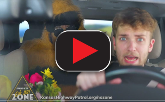 Watch the bee in the no zone video version 2